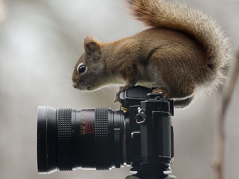 Squirrel on Camera — Brown, Curious, Photograph