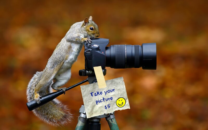 Squirrel on Camera — Brown, Playful