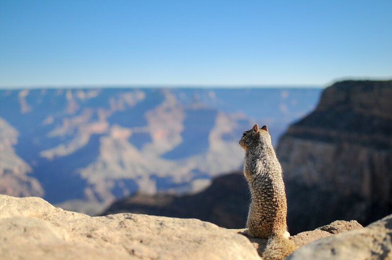 Squirrel on Cliff Edge — Blue