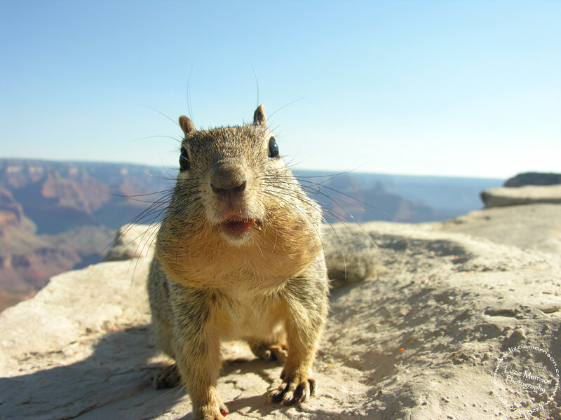 Squirrel on Cliff Edge