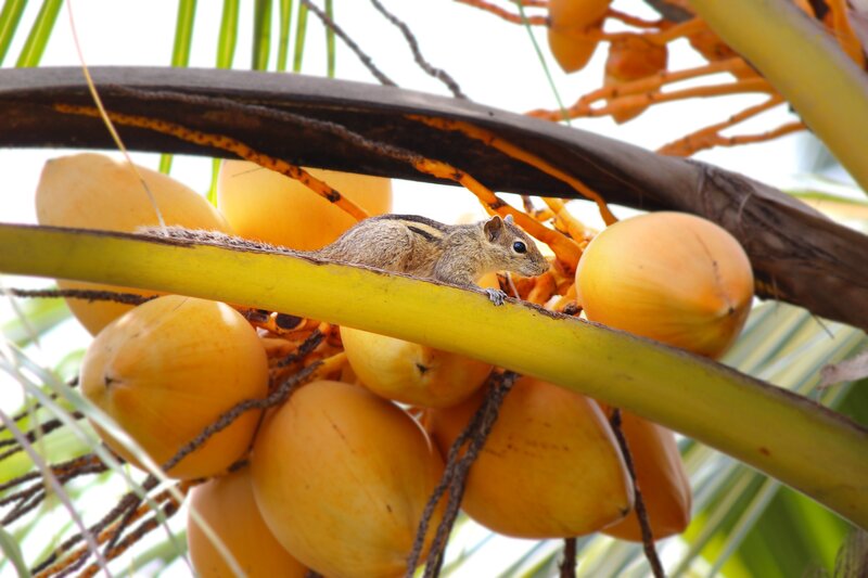Squirrel on Coconut Tree