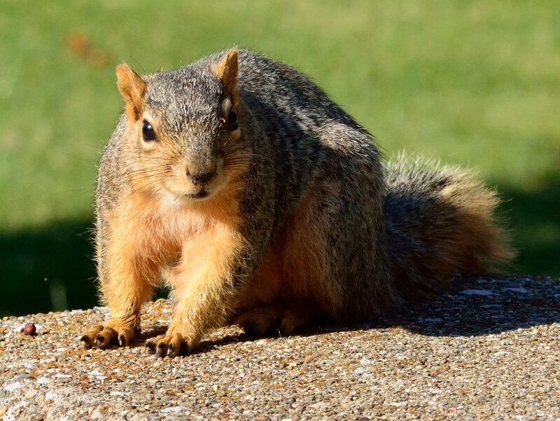 Squirrel on Concrete — Gray