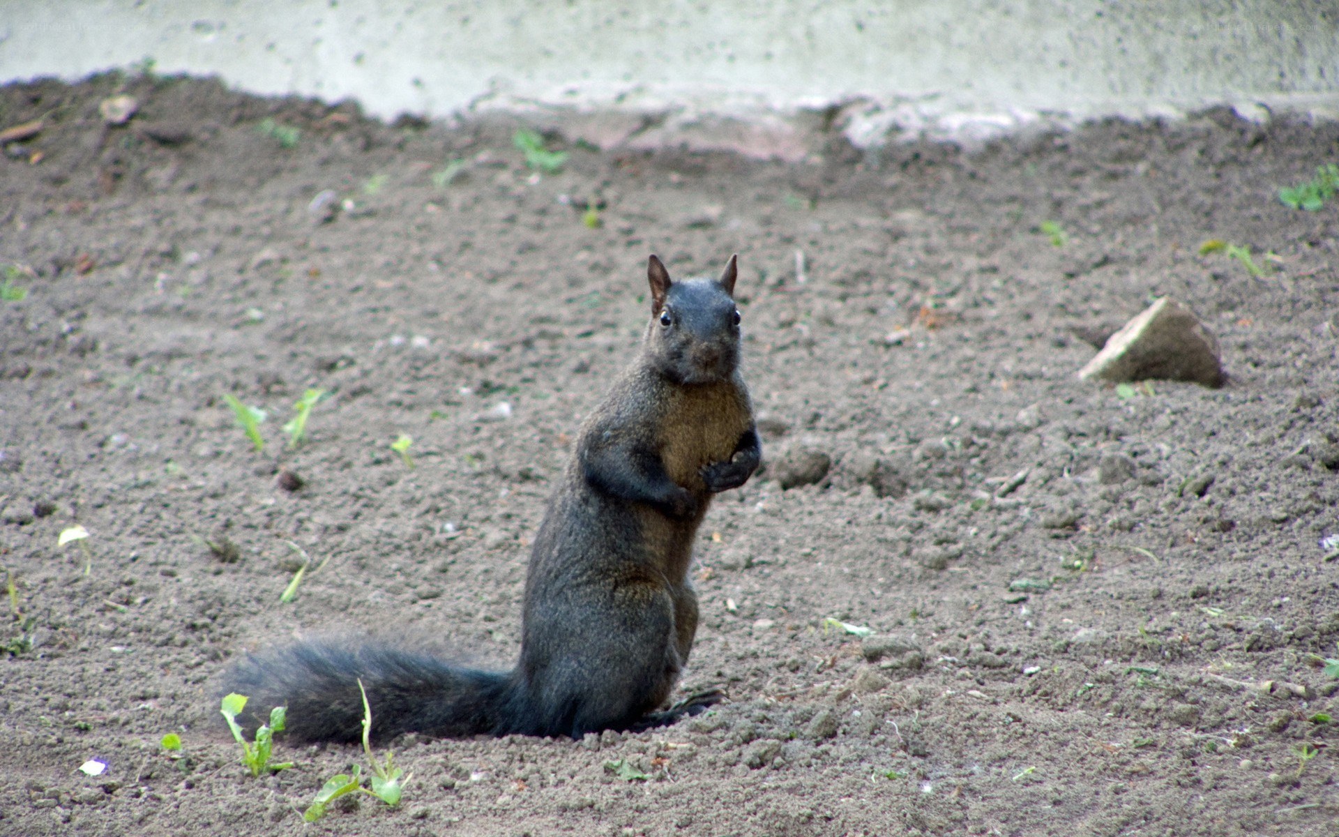 squirrel on dirt ground