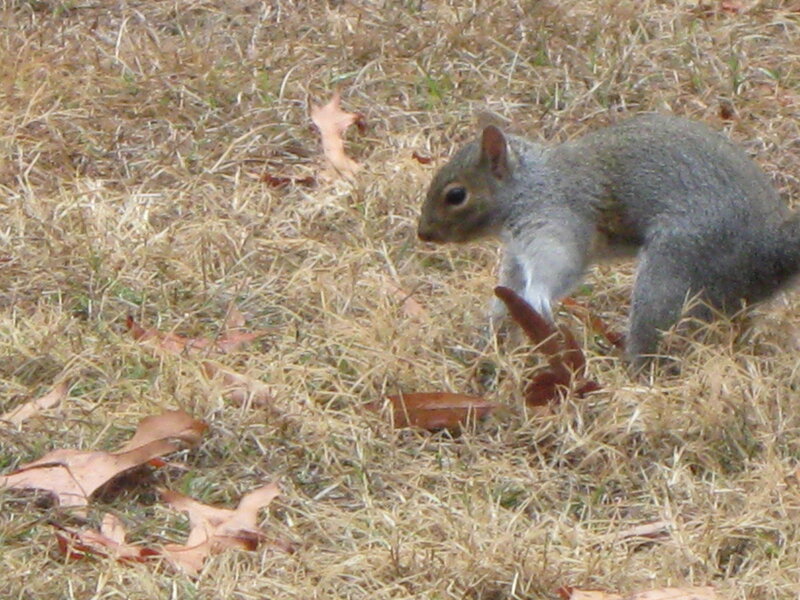 squirrel on dry grass