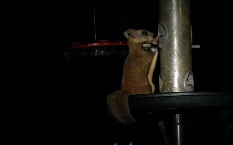 Squirrel on Feeder