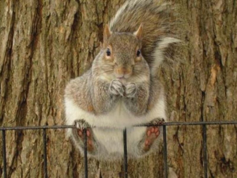 Squirrel on Fence — Brown, Alert