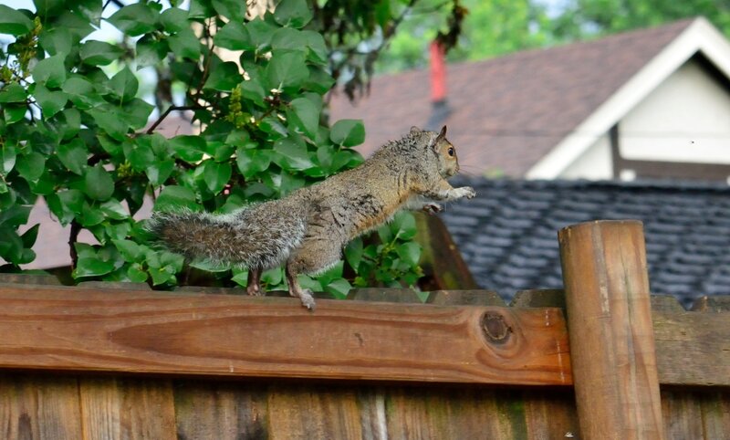 Squirrel on Fence — Brown, Calm