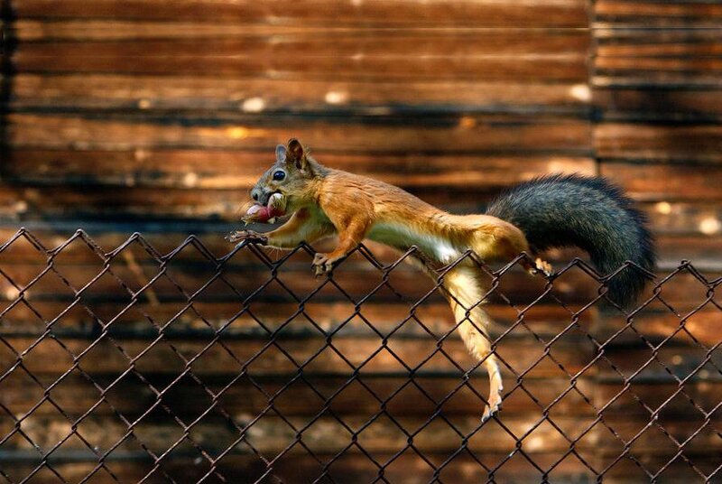 Squirrel on Fence — Brown