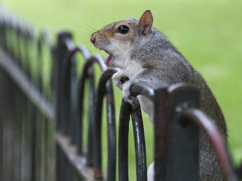 Squirrel on Fence — Gray, Alert