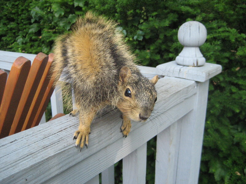 Squirrel on Fence — Gray, Calm