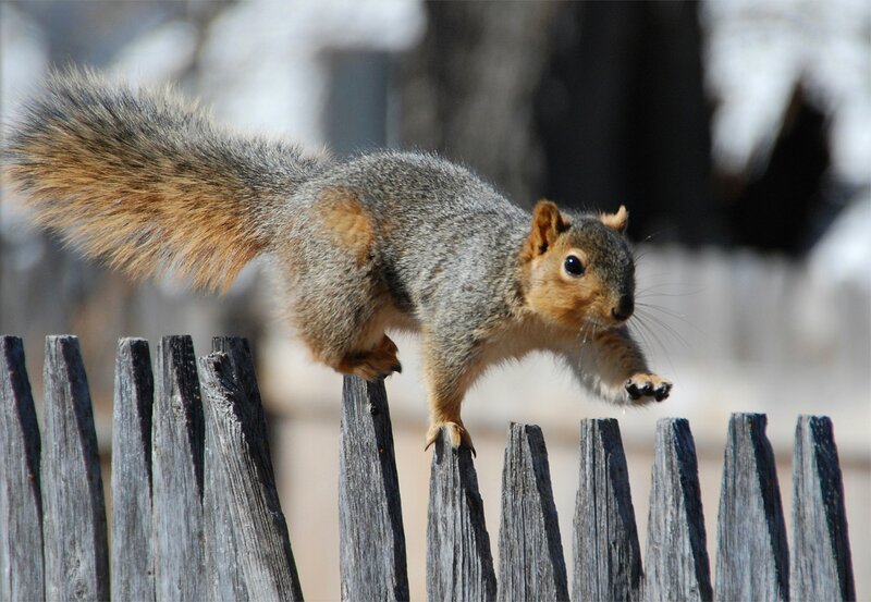 Squirrel on Fence — Gray