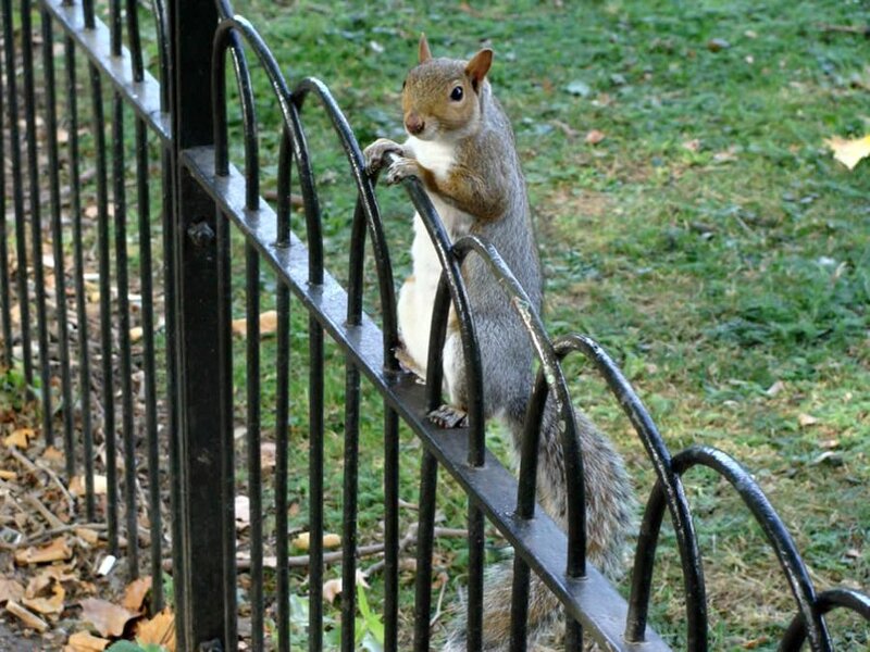 Squirrel on Fence — Green