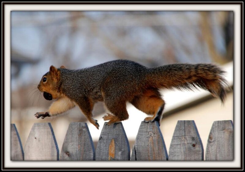 Squirrel on Fence