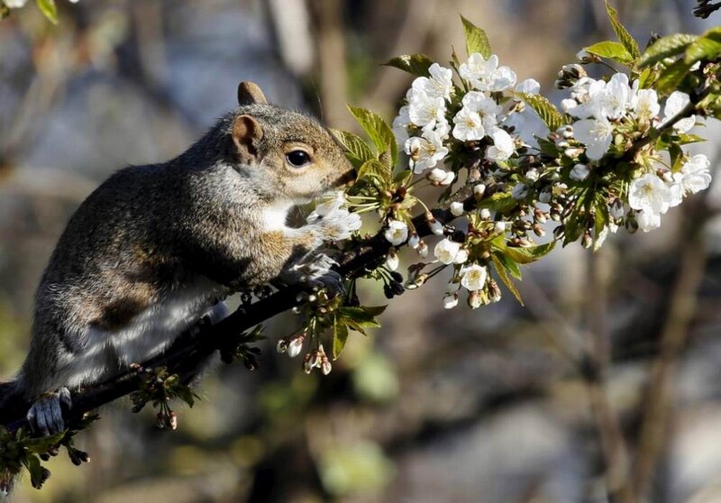 Squirrel on Flowering Branch — Gray
