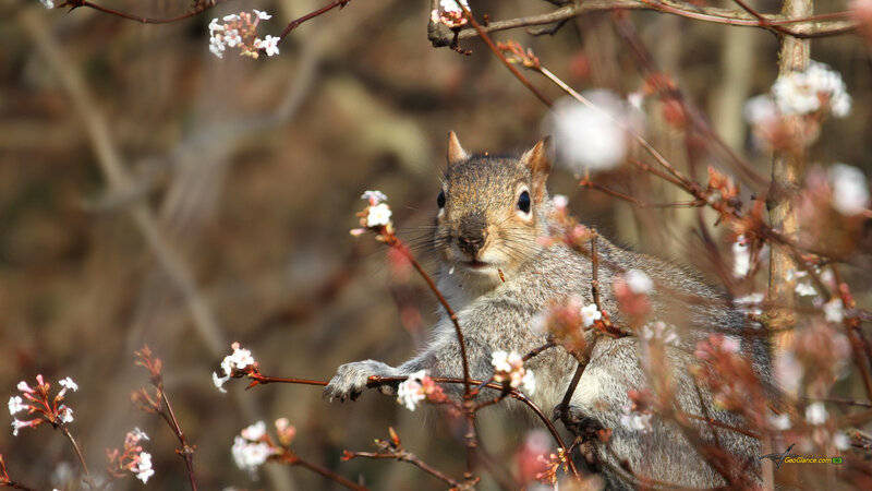 Squirrel on Flowering Branch