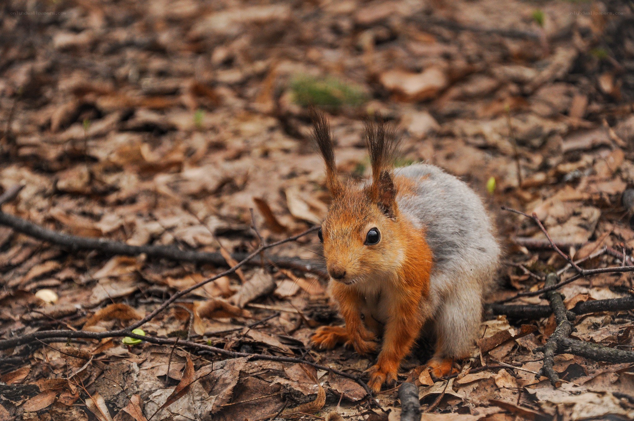 Squirrel on forest floor