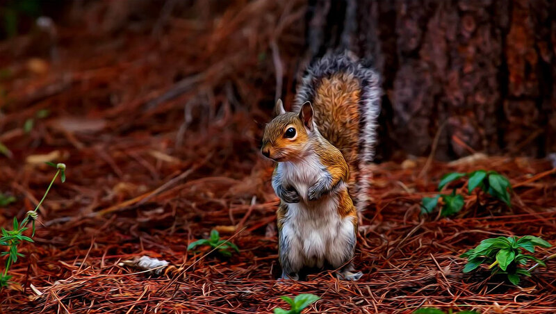 Squirrel on Forest Floor — Brown, Natural