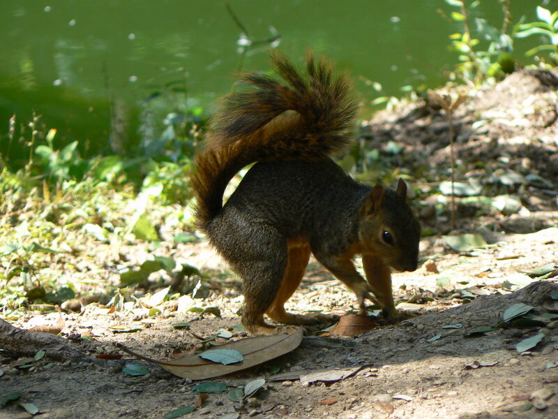Squirrel on Forest Floor — Brown