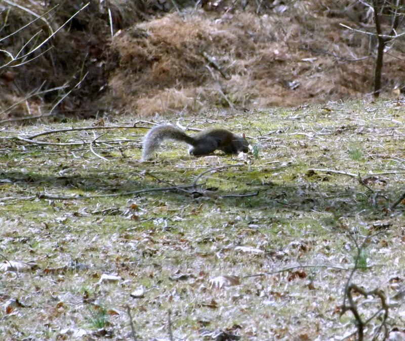 Squirrel on Forest Floor — Green