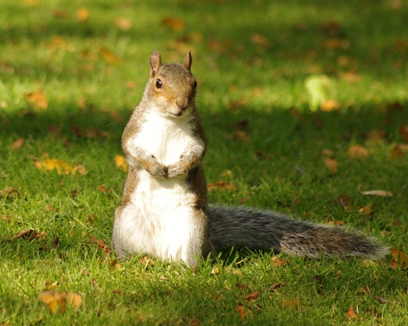 Squirrel on Grass — Green