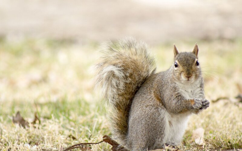 squirrel on grass holding food