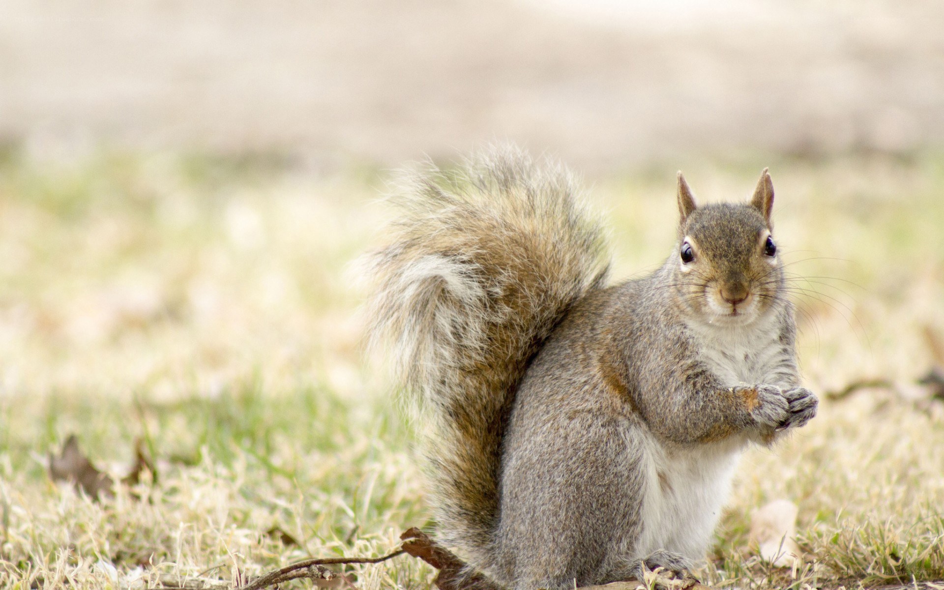 squirrel on grass holding food