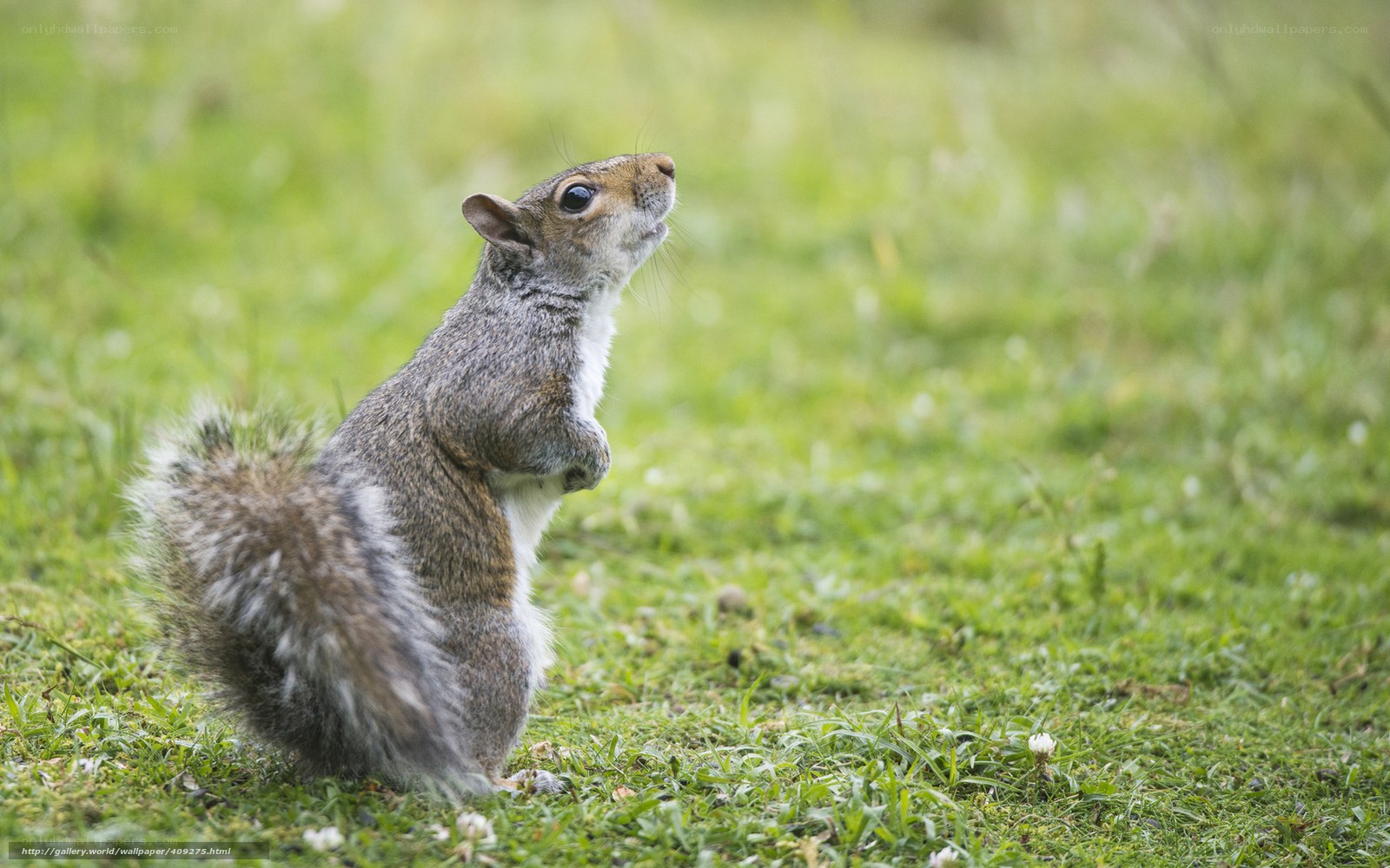 squirrel on grass looking up