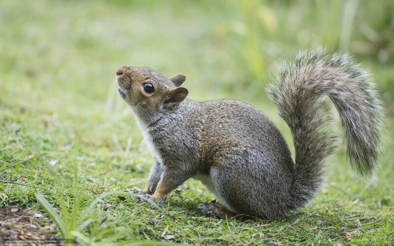 squirrel on grass looking up