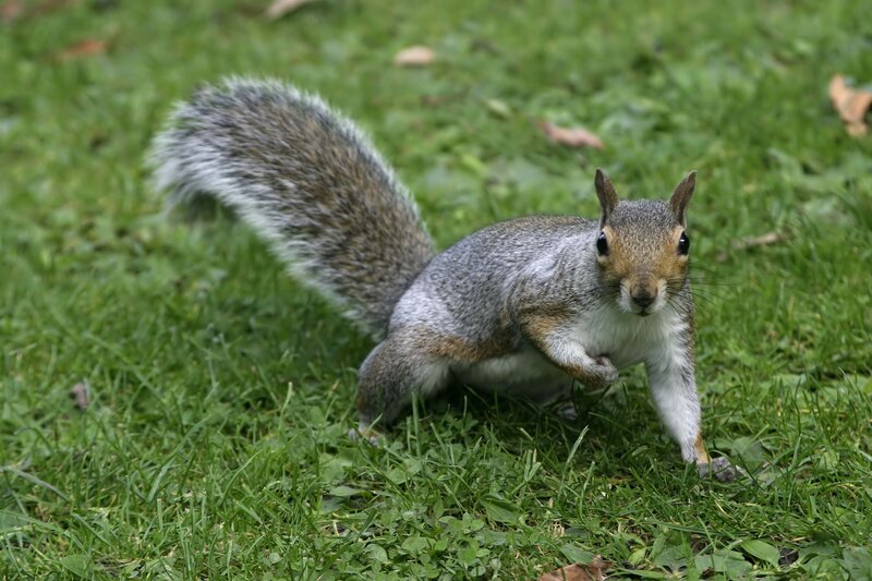 squirrel on grass