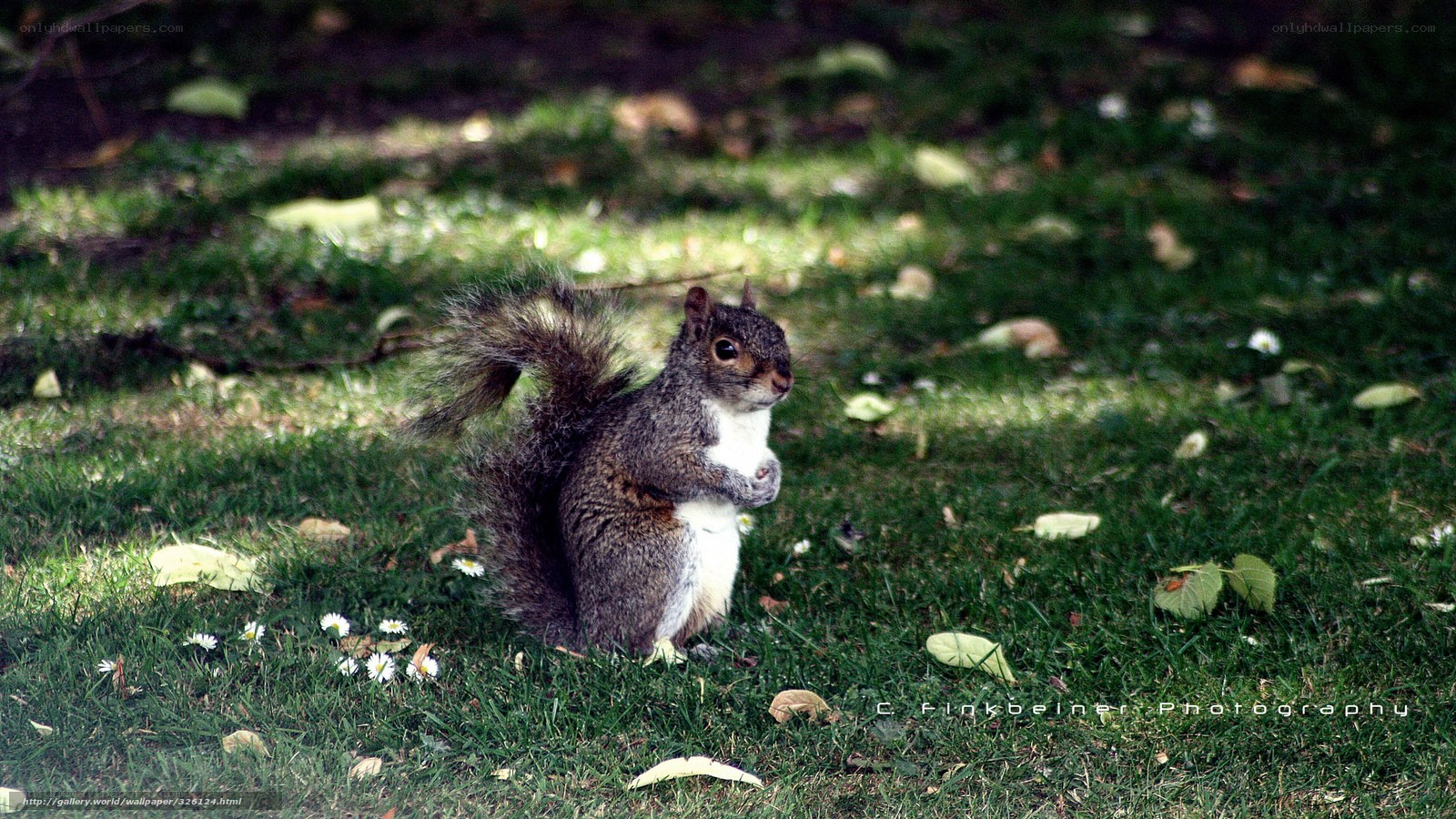 squirrel on grass with daisies