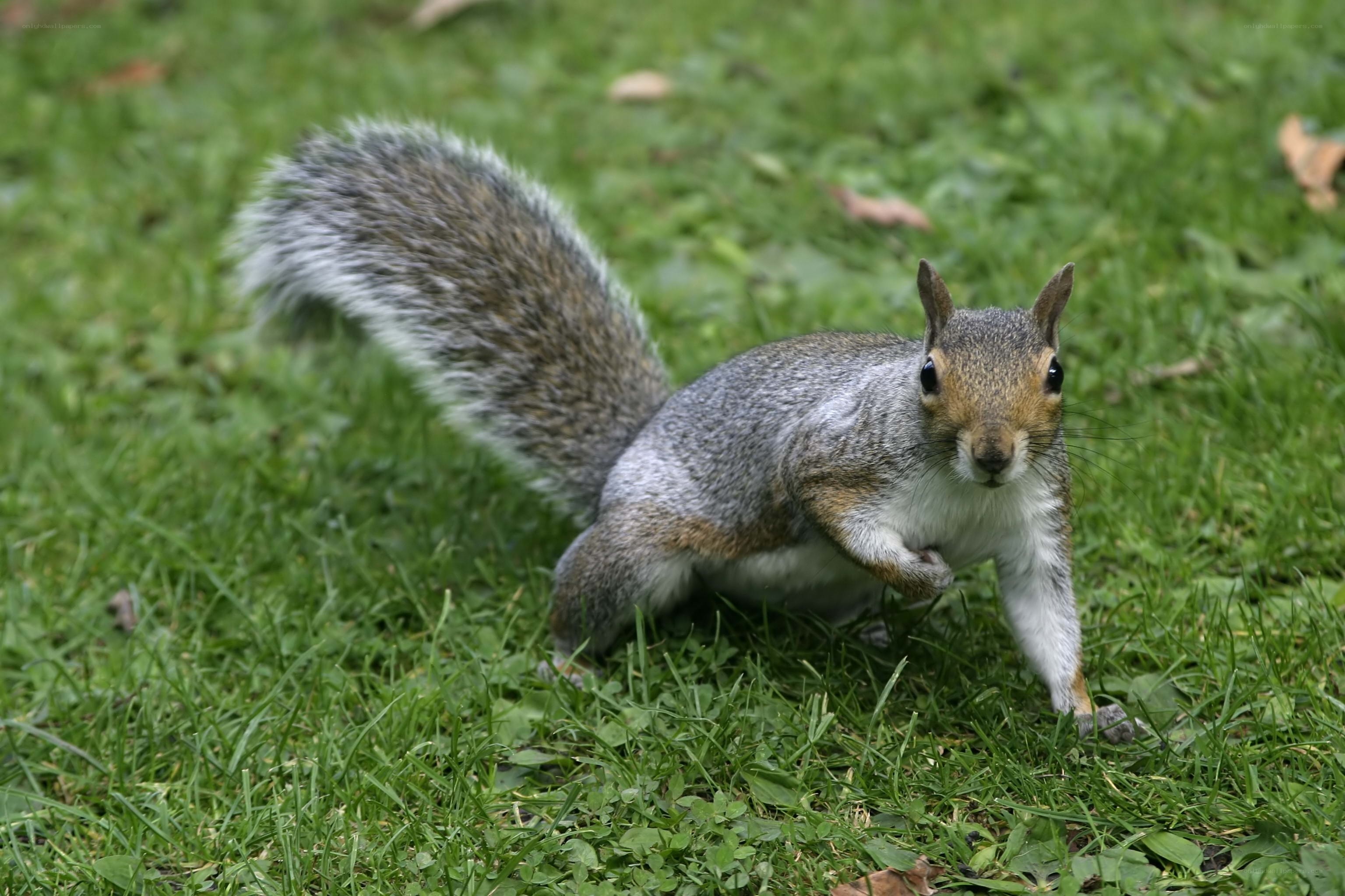 squirrel on grass