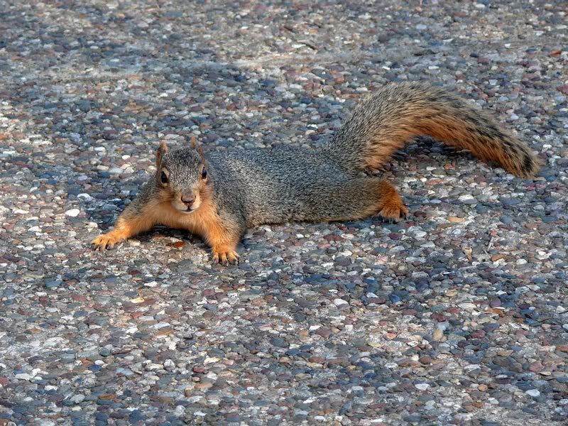 Squirrel on Gravel