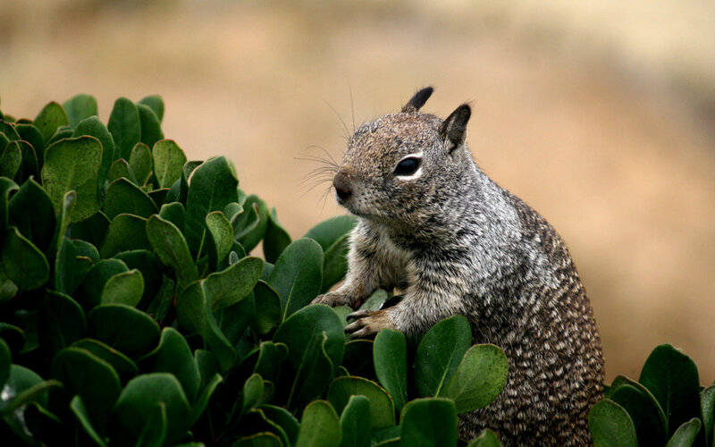 Squirrel on Green Bush