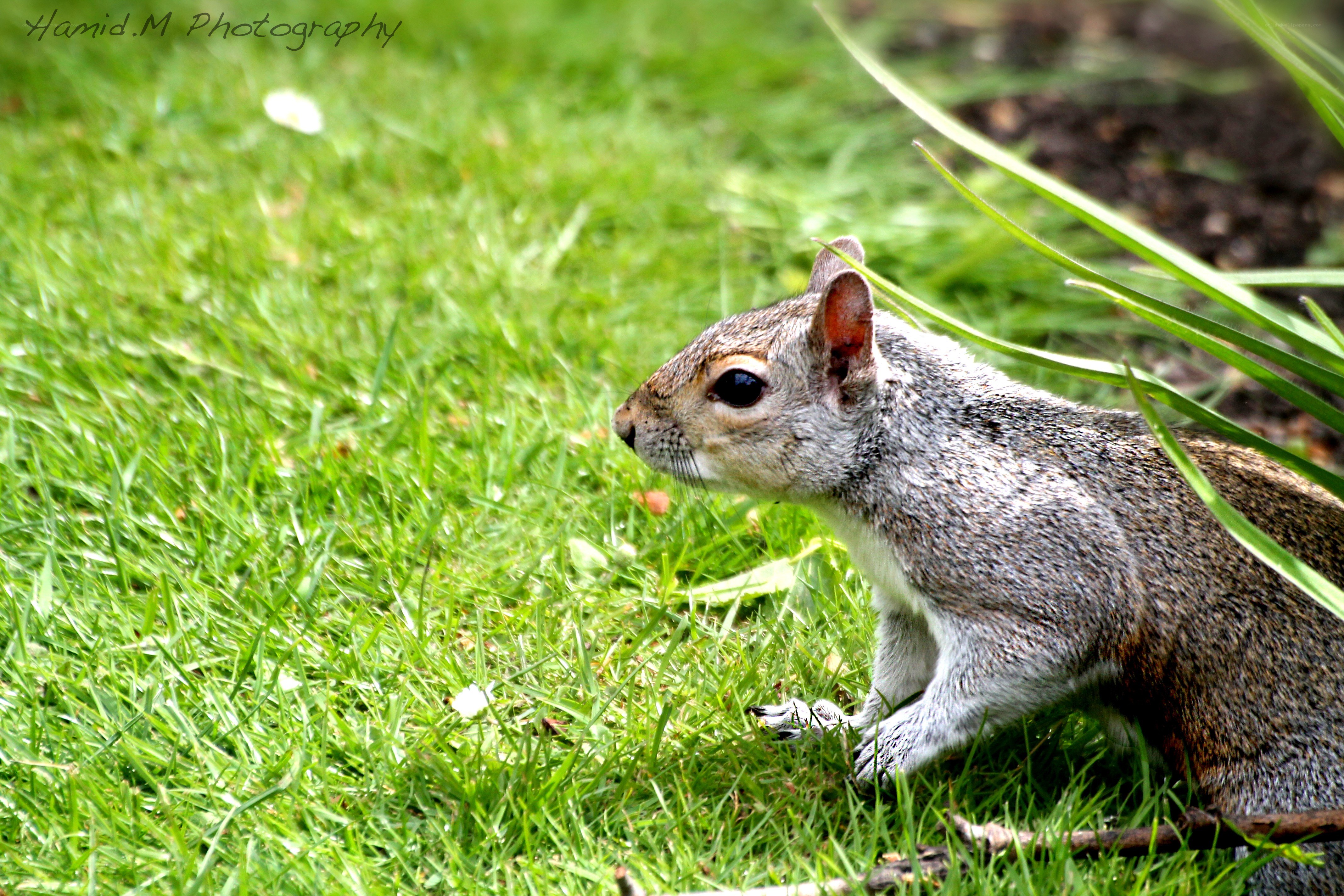 squirrel on green grass