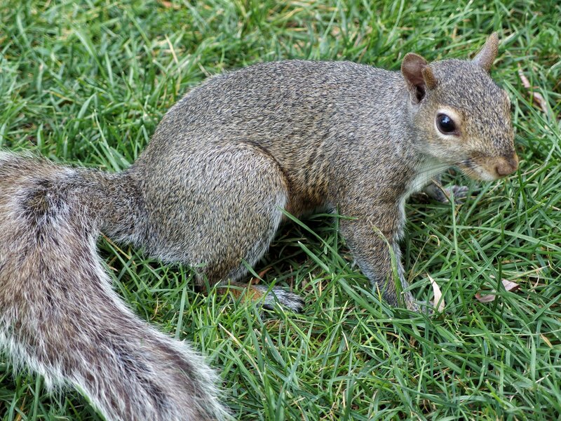 Squirrel on green grass
