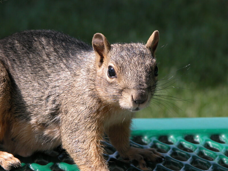 Squirrel on Green Surface