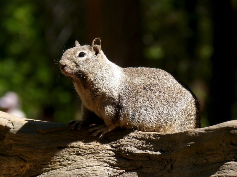 Squirrel on Log — Brown, Calm, Afternoon