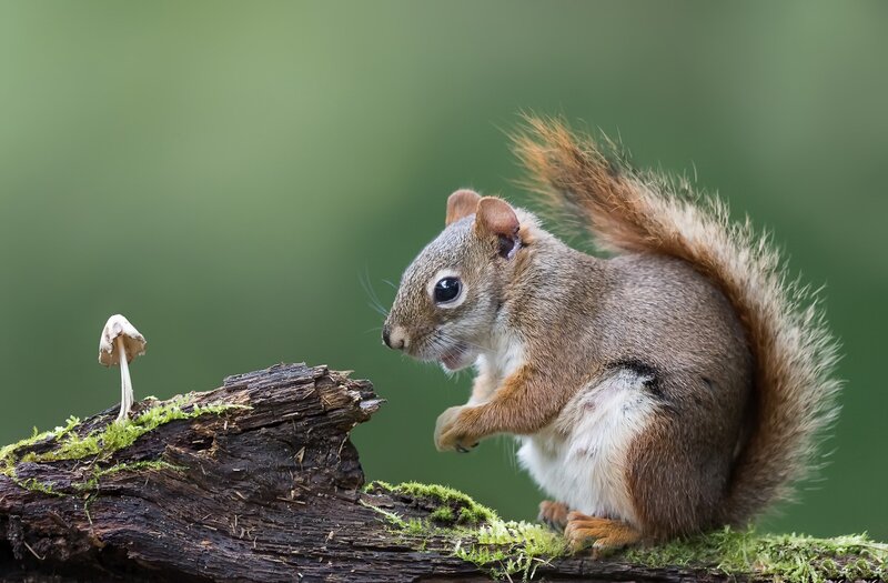 Squirrel on Log — Brown, Calm, Photograph