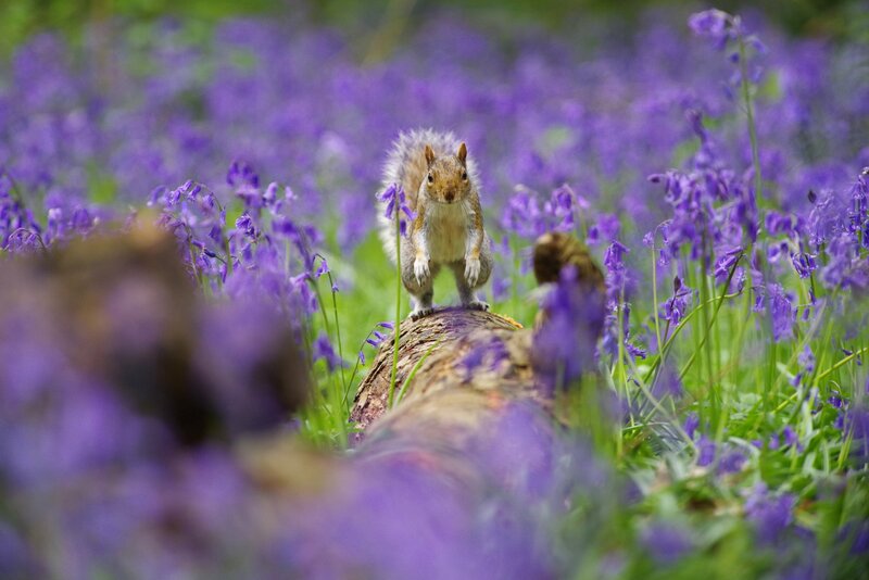 Squirrel on Log — Purple
