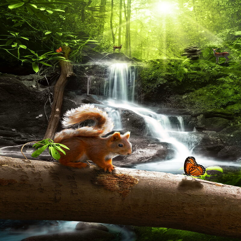 Squirrel on Log