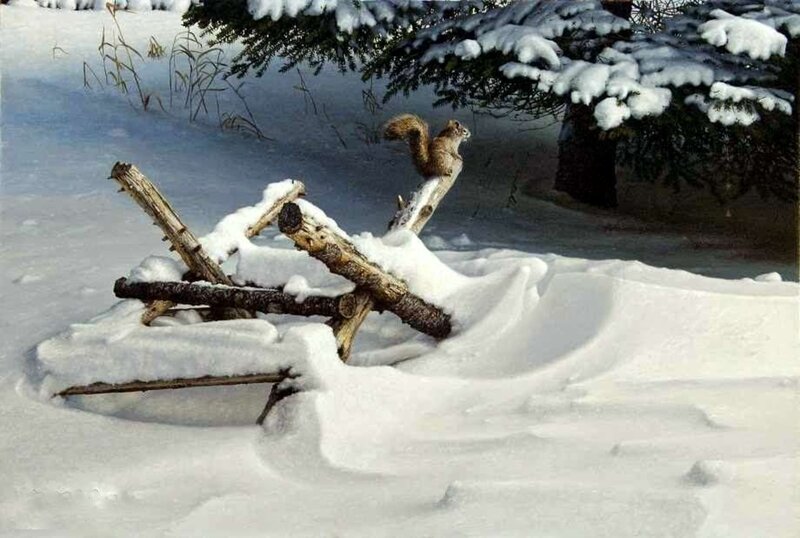 Squirrel on Logs