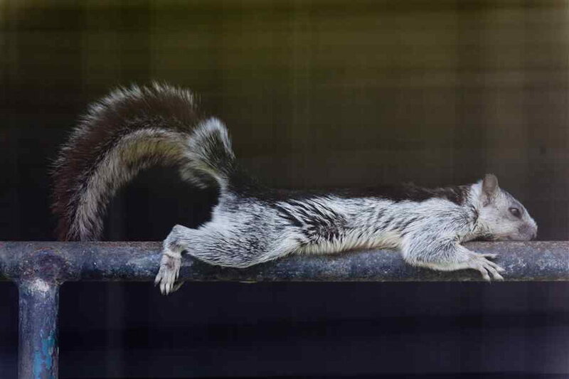 Squirrel on Metal Bar