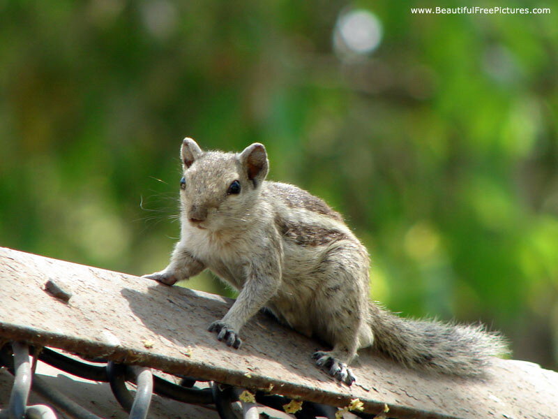 Squirrel on Metal Surface