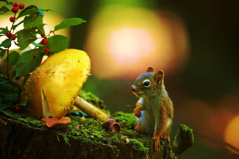 Squirrel on Mossy Stump