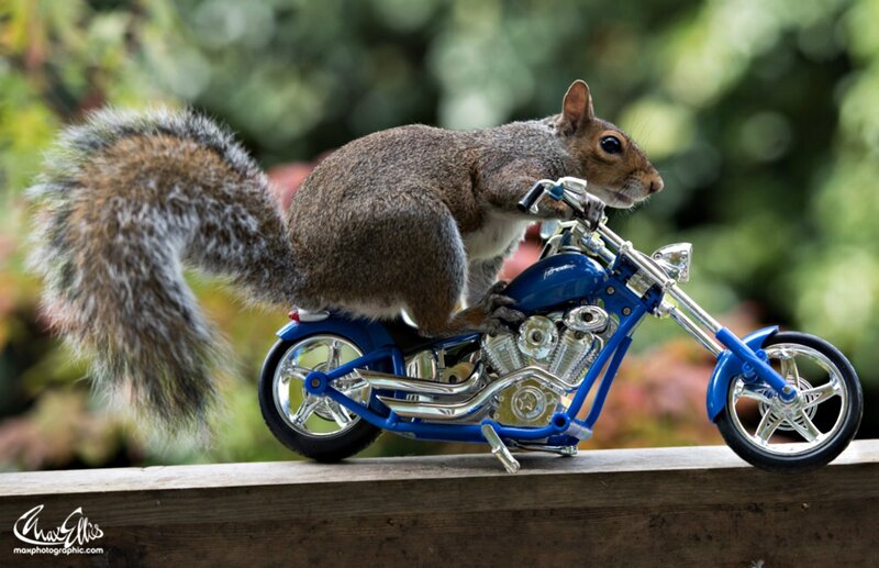 Squirrel on Motorcycle — Blue