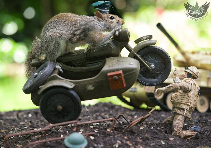 Squirrel on Motorcycle