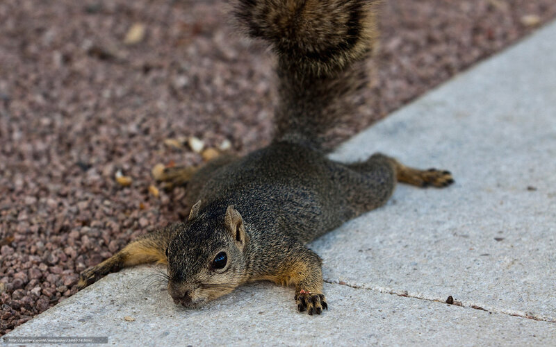 Squirrel on Pavement — Gray, Calm, Afternoon, Photograph