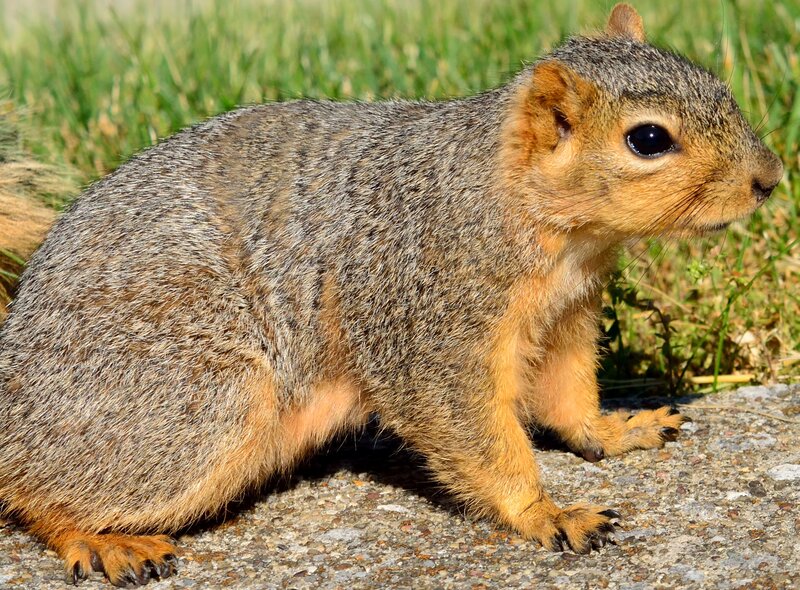 Squirrel on Pavement — Gray, Calm, Afternoon