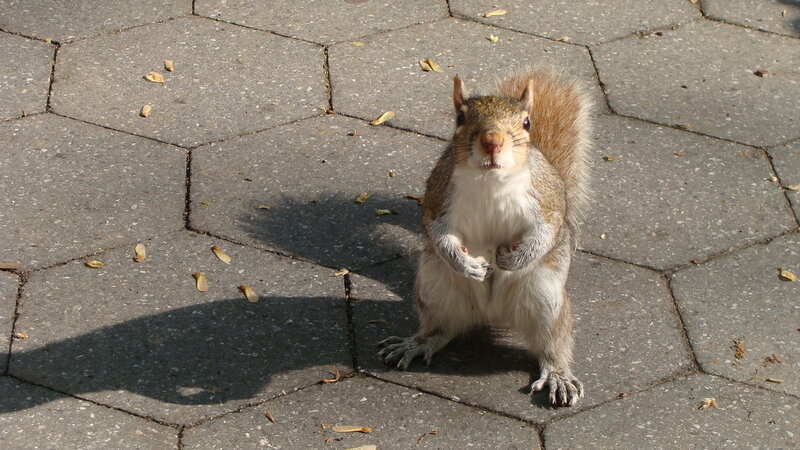 Squirrel on Pavement — Gray