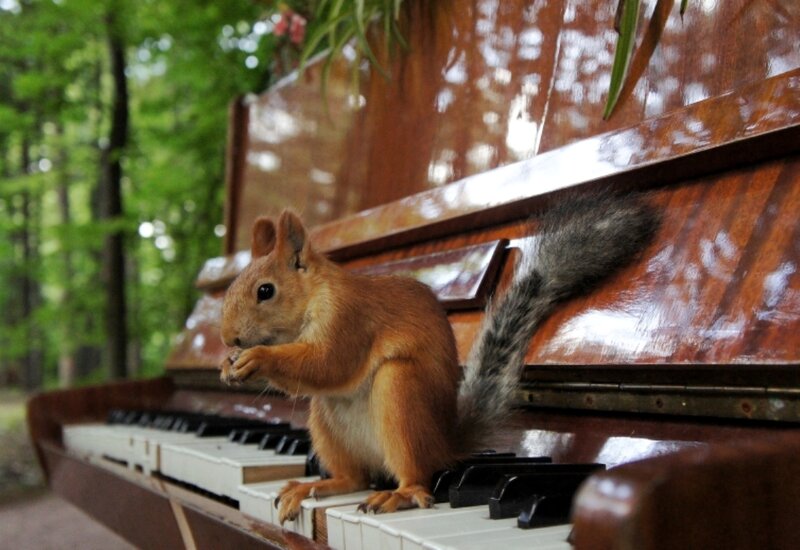 Squirrel on Piano